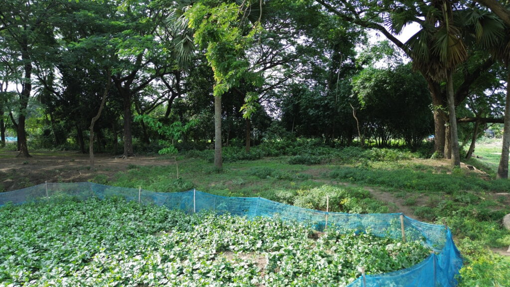 পরিবেশ রক্ষার উপায় আমাদের করণীয় কী