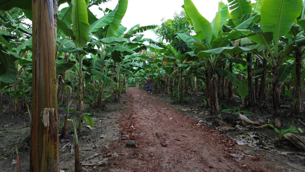 এক মাস বয়সী সবুজ ও সুস্থ কলার গাছ