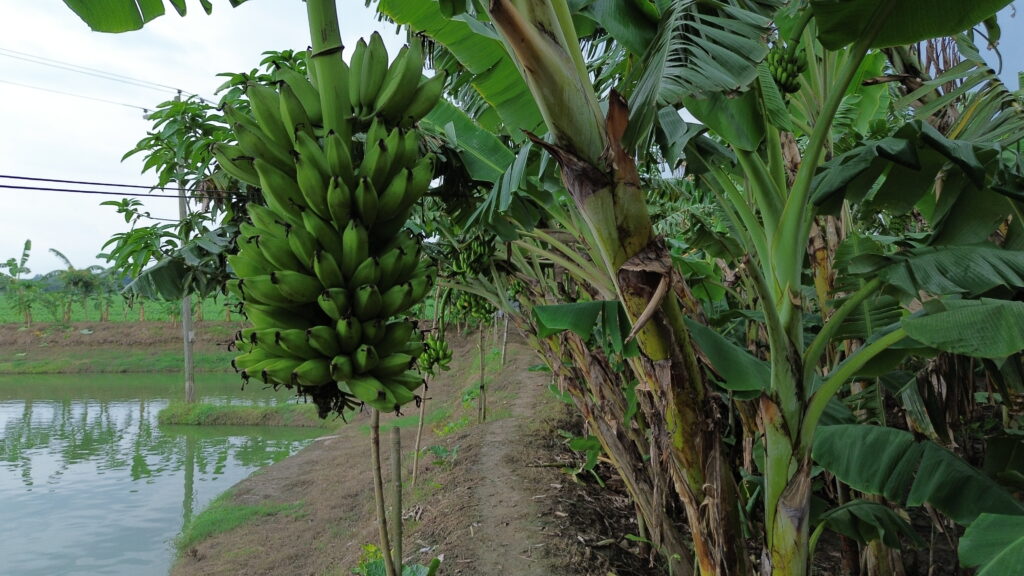 পাকা কলার কাঁদি কাটার মুহূর্ত