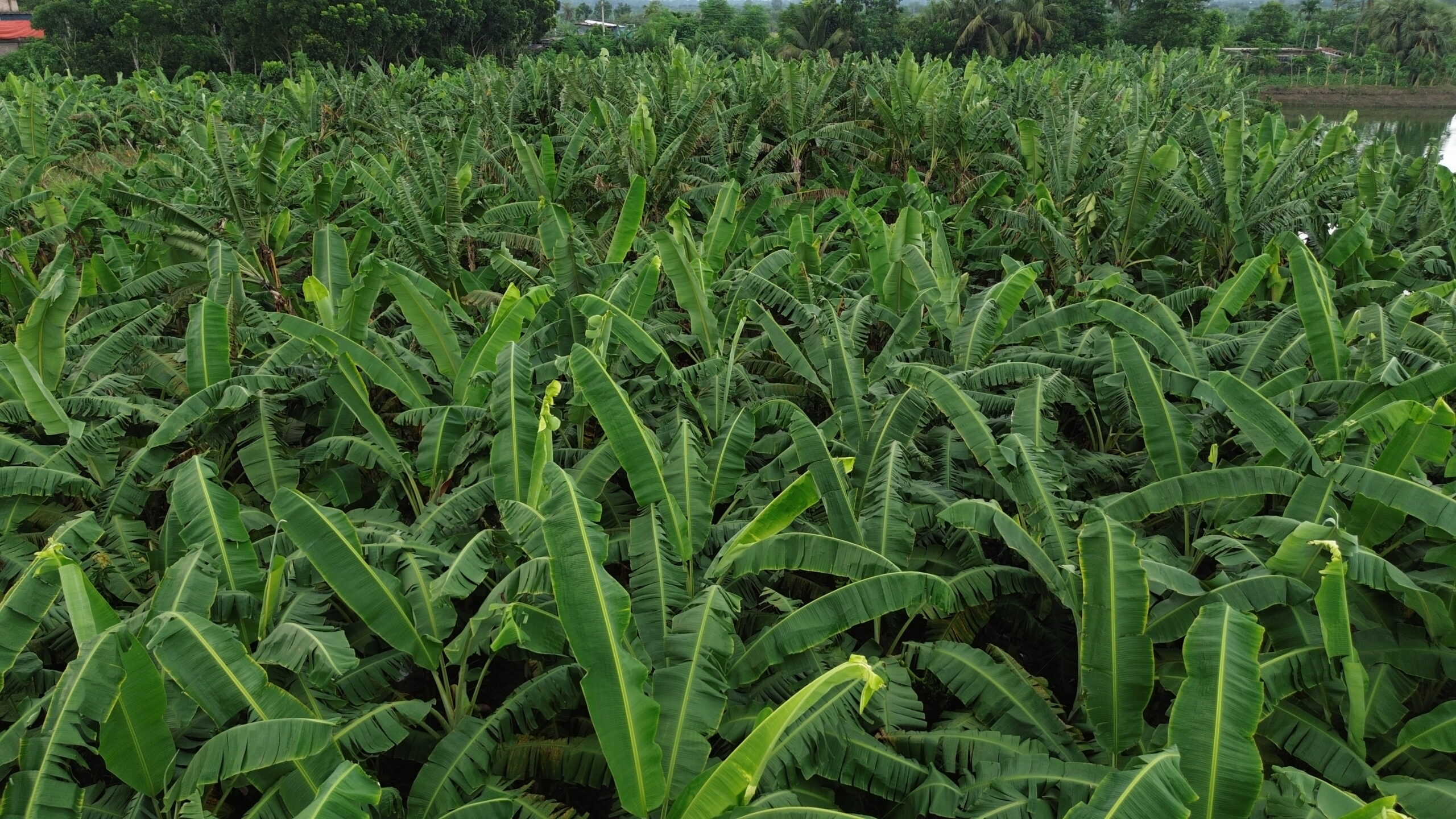 আধুনিক কলা চাষের গুরুত্বপূর্ণ টিপস