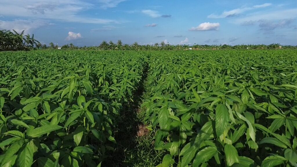 গ্রামের মাঠে পাট গাছের ঘন সবুজ ক্ষেত