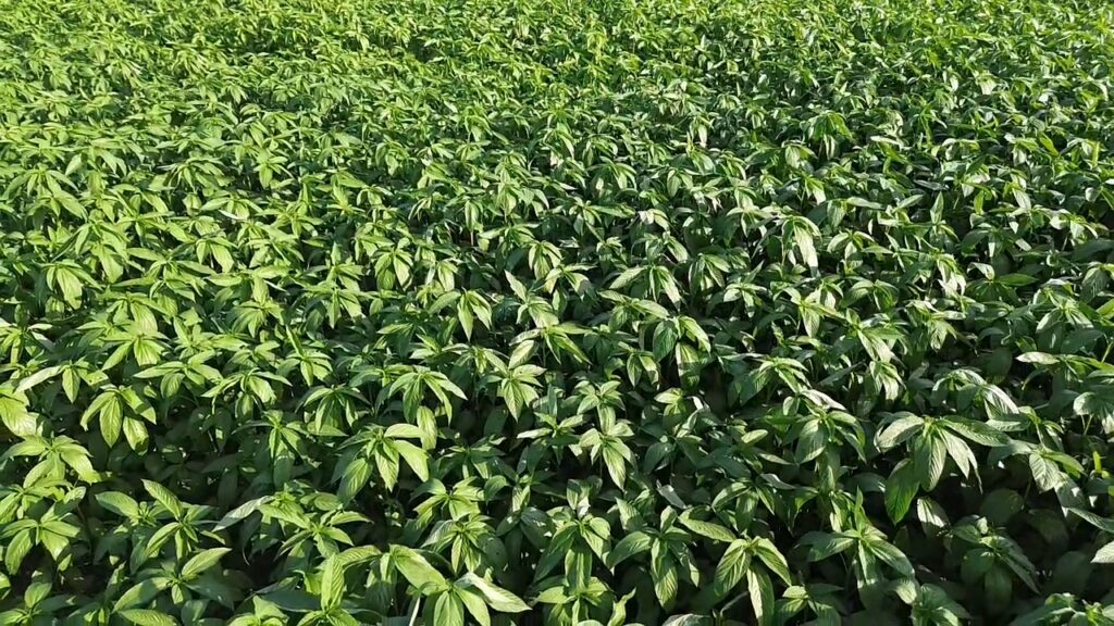 উপরে থেকে তোলা বাংলাদেশের একটি সবুজ পাট ক্ষেত